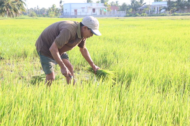 Người dân Bến Tre lo sợ tái diễn hạn mặn lịch sử 2016, hàng nghìn héc-ta lúa trở thành thức ăn cho dê, bò - Ảnh 4.