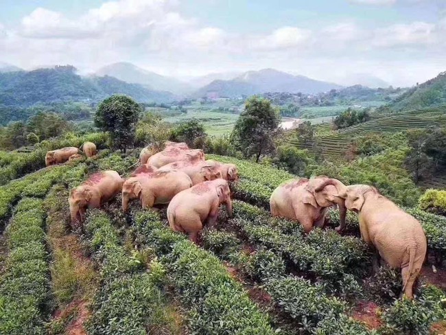 Chuyện thật như đùa: Đàn voi đột nhập vườn ngô uống hết 30kg rượu, rồi say sưa ngủ ở đồi chè bên cạnh - Ảnh 1.