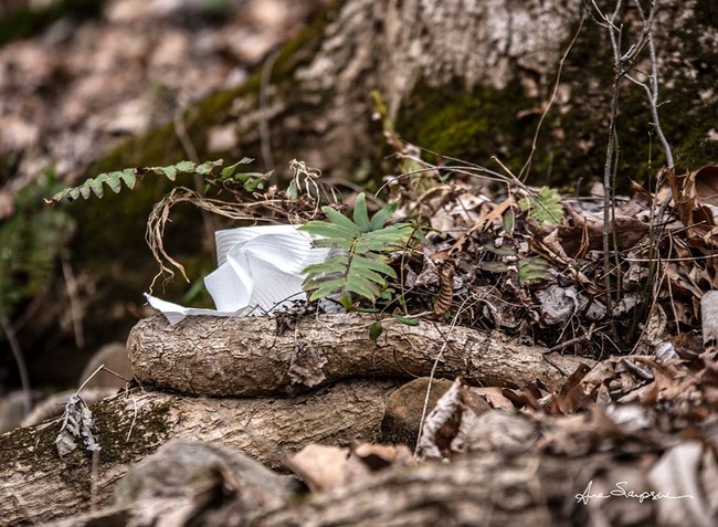Chụp hình cuộn giấy vệ sinh chơ vơ giữa rừng như loài &quot;sắp tuyệt chủng&quot;, nữ nhiếp ảnh gia khiến cộng đồng mạng được trận cười vỡ bụng, nể phục ý tưởng sáng tạo - Ảnh 2.