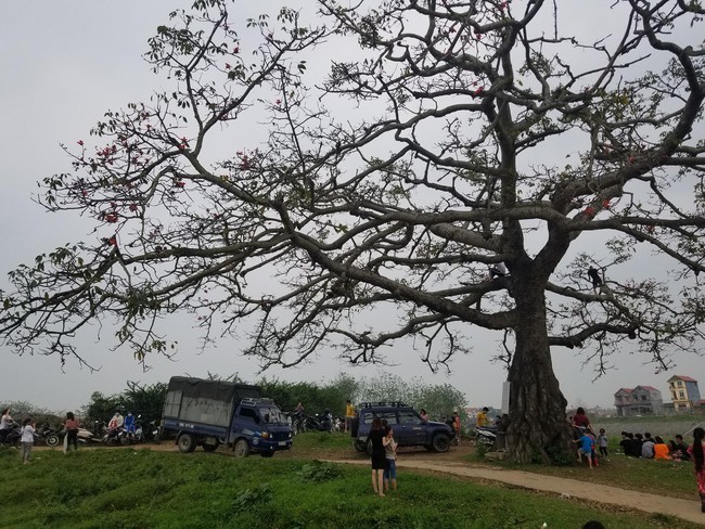 Cây gạo trong phim &quot;Cô gái nhà người ta&quot; nổi tiếng một thời nãy trở nên xác xở, bị phá hoại khiến dân mạng phải lắc đầu ngao ngán - Ảnh 1.