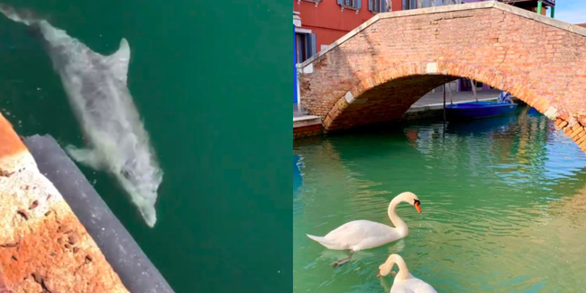 Nước Ý sạch đẹp ngỡ ngàng giữa dịch Covid-19, thiên nga và cá heo lại xuất hiện bơi lội ở kênh đào Venice nhưng sự thật đằng sau khiến ai cũng bất ngờ - Ảnh 1.
