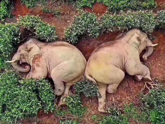 Thực hự câu chuyện đàn voi đột nhập vào ngôi làng đang bị phong tỏa vì dịch Covid-19 để kiếm ăn nhưng uống nhầm 30kg rượu ngô rồi say bét nhè - Ảnh 3. Thực hự câu chuyện đàn voi đột nhập vào ngôi làng đang bị phong tỏa vì dịch Covid-19 để kiếm ăn nhưng uống nhầm 30kg rượu ngô rồi say bét nhè - Ảnh 3.