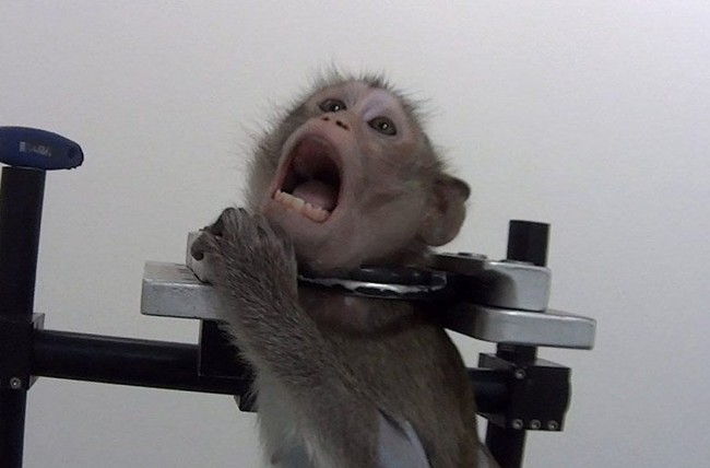 Bên trong phòng thí nghiệm dược phẩm: Khỉ bị xích cổ la ó khi phải uống thuốc, chó mèo đổ máu vương vãi và kết cục đa số là cái chết - Ảnh 4.