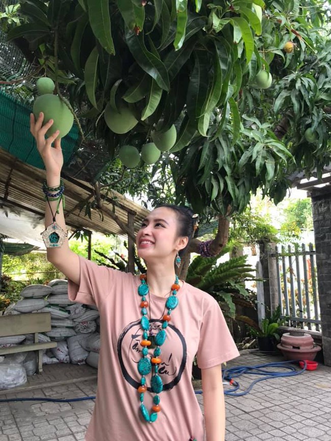 Angela Phương Trinh thích thú chụp hình với những trái xoài xanh trên cây.