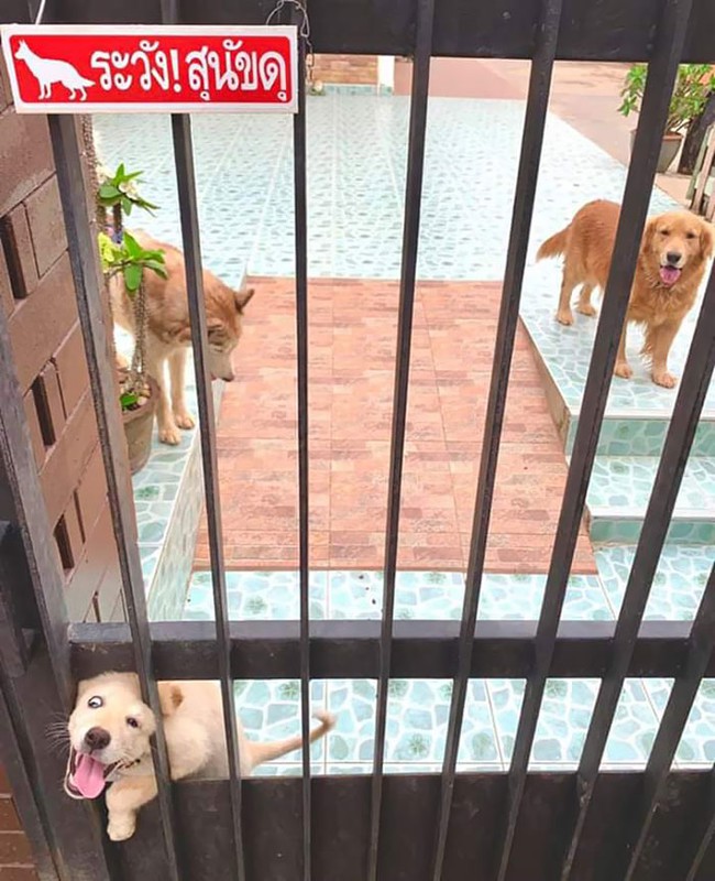 Treo biển "cẩn thận chó dữ" nhưng đám khuyển này lại khiến khách đến chơi nhà cực kỳ yên tâm - Ảnh 1. Treo biển "cẩn thận chó dữ" nhưng đám khuyển này lại khiến khách đến chơi nhà cực kỳ yên tâm - Ảnh 1.
