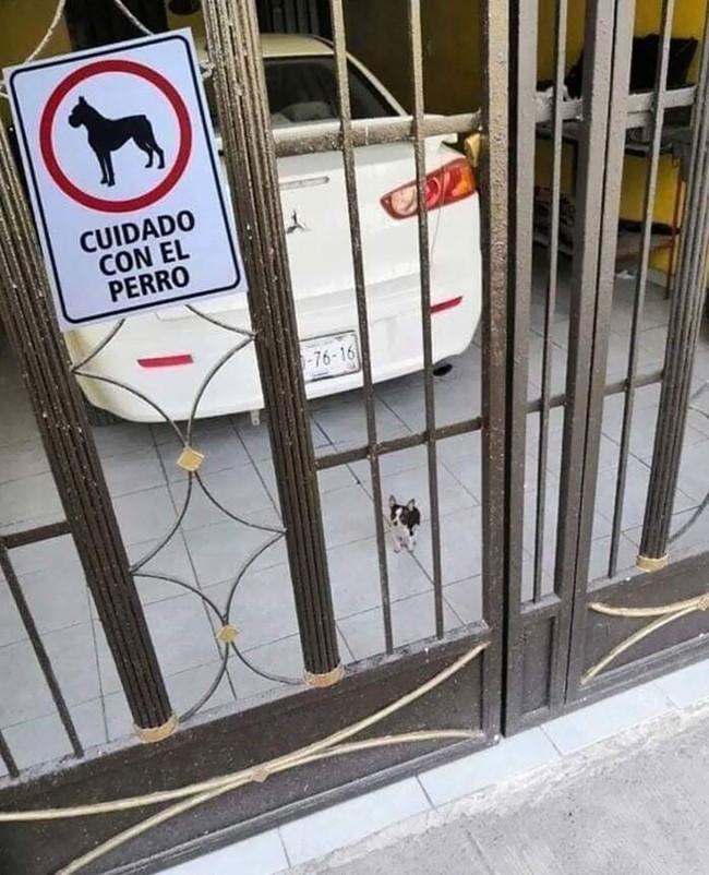 Treo biển "cẩn thận chó dữ" nhưng đám khuyển này lại khiến khách đến chơi nhà cực kỳ yên tâm - Ảnh 5. Treo biển "cẩn thận chó dữ" nhưng đám khuyển này lại khiến khách đến chơi nhà cực kỳ yên tâm - Ảnh 5.