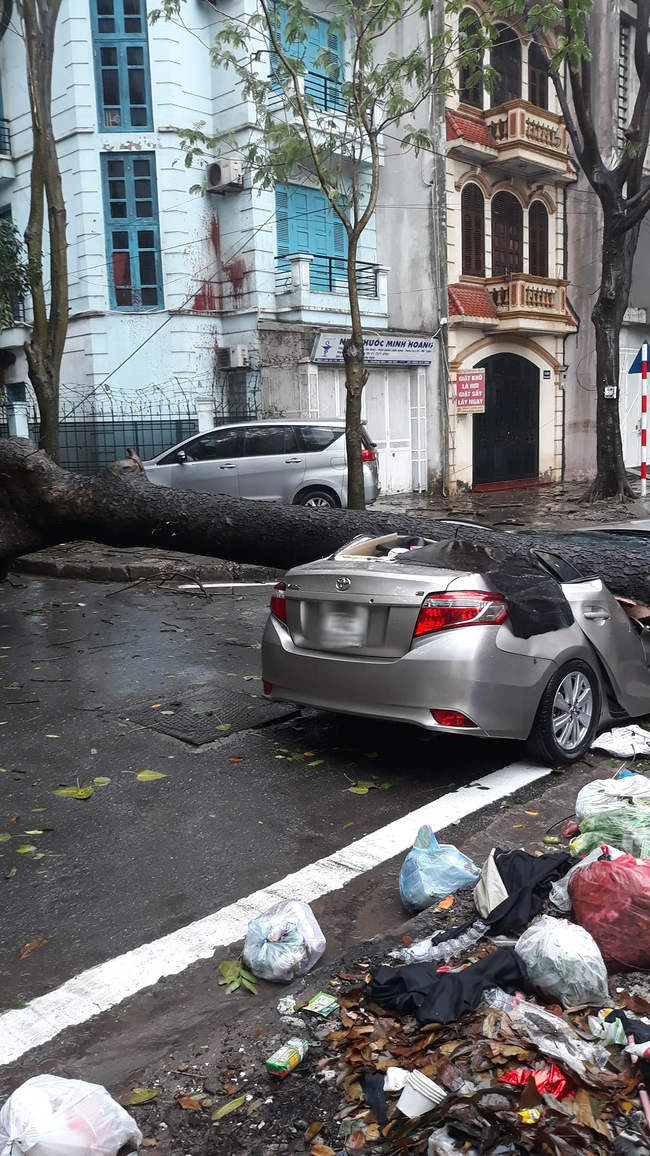 Sau cơn mưa lớn bất ngờ ở Hà Nội, chiếc ô tô bị cây đổ đè bẹp đến biến dạng - Ảnh 2.