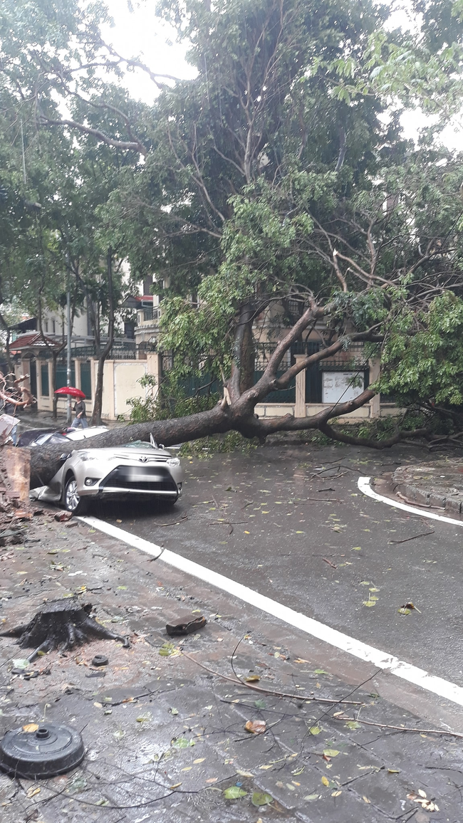 Sau cơn mưa lớn bất ngờ ở Hà Nội, chiếc ô tô bị cây đổ đè bẹp đến biến dạng - Ảnh 5.