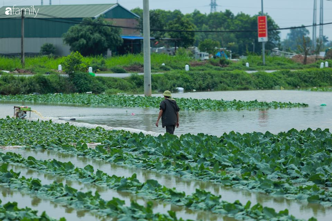 Hà Nội: Trận mưa lúc rạng sáng nhấn chìm nhiều ruộng rau, người dân vừa huy động máy bơm nước vừa tất bật thu hoạch vớt vát tài sản - Ảnh 1.