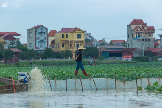 Hà Nội: Trận mưa lúc rạng sáng nhấn chìm nhiều ruộng rau, người dân vừa huy động máy bơm nước vừa tất bật thu hoạch vớt vát tài sản - Ảnh 5.