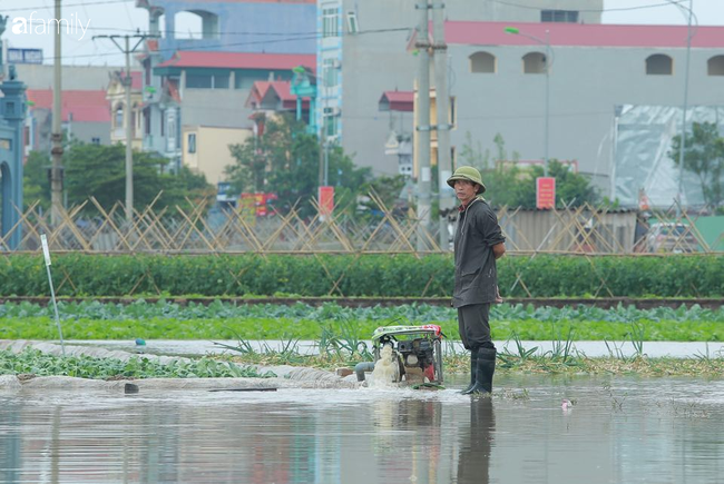 Hà Nội: Trận mưa lúc rạng sáng nhấn chìm nhiều ruộng rau, người dân vừa huy động máy bơm nước vừa tất bật thu hoạch vớt vát tài sản - Ảnh 6.