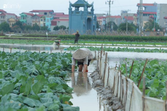Hà Nội: Trận mưa lúc rạng sáng nhấn chìm nhiều ruộng rau, người dân vừa huy động máy bơm nước vừa tất bật thu hoạch vớt vát tài sản - Ảnh 7.