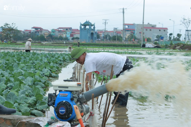 Hà Nội: Trận mưa lúc rạng sáng nhấn chìm nhiều ruộng rau, người dân vừa huy động máy bơm nước vừa tất bật thu hoạch vớt vát tài sản - Ảnh 8.