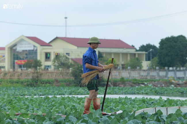 Hà Nội: Trận mưa lúc rạng sáng nhấn chìm nhiều ruộng rau, người dân vừa huy động máy bơm nước vừa tất bật thu hoạch vớt vát tài sản - Ảnh 10.