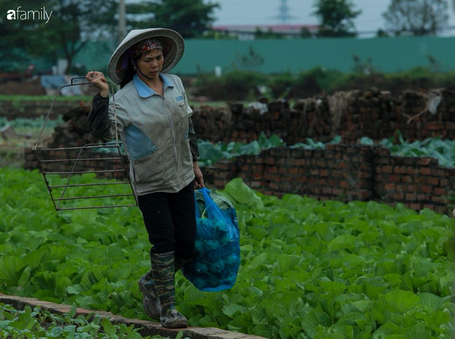 Hà Nội: Trận mưa lúc rạng sáng nhấn chìm nhiều ruộng rau, người dân vừa huy động máy bơm nước vừa tất bật thu hoạch vớt vát tài sản - Ảnh 12.