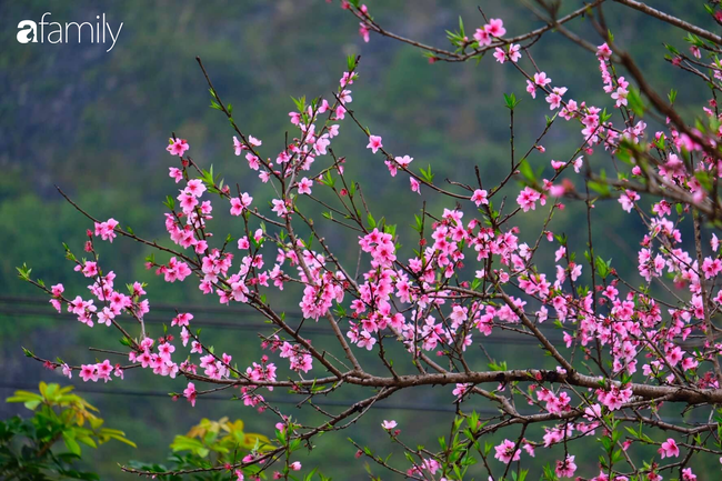 Hà Giang tháng 3 đẹp mê hồn trong mắt cô gái trẻ xứ Thanh, thật khó tin khi 4 loài hoa núi rừng đủ sắc màu cùng nở một lúc - Ảnh 5.