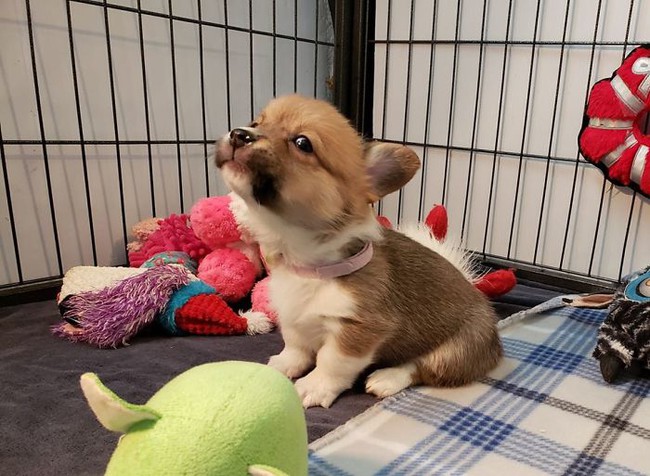 Ra mà xem &quot;động corgi&quot; hơn nửa triệu thành viên xôm nhất Facebook, chị em yêu động vật mau mau tham gia đi nào - Ảnh 10.