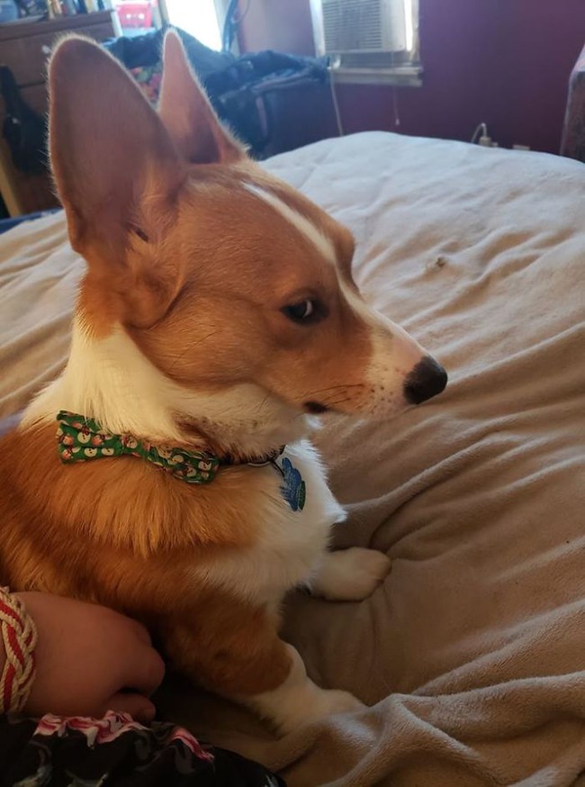 Ra mà xem &quot;động corgi&quot; hơn nửa triệu thành viên xôm nhất Facebook, chị em yêu động vật mau mau tham gia đi nào - Ảnh 4.