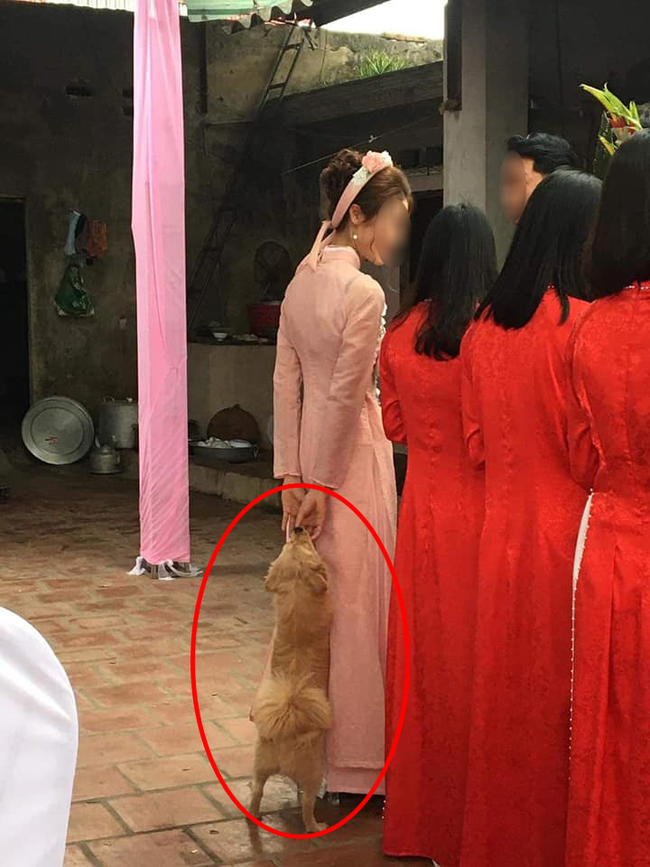 Không muốn "sen" đi lấy chồng, "boss" quyết bám đuôi tới tận lúc nhận lễ ăn hỏi và thảm cảnh khiến ai cũng phì cười - Ảnh 1. Không muốn "sen" đi lấy chồng, "boss" quyết bám đuôi tới tận lúc nhận lễ ăn hỏi và thảm cảnh khiến ai cũng phì cười - Ảnh 1.