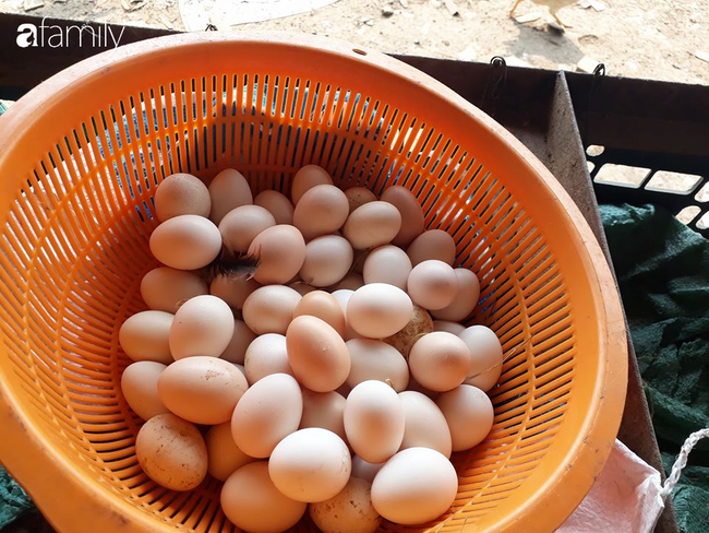 Người bán trứng lâu năm tiết lộ 7 mẹo giúp bà nội trợ Việt chọn chuẩn trứng gà ta, không bao giờ nhầm lẫn với trứng gà công nghiệp - Ảnh 3.