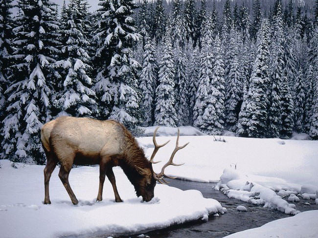 elk-snow-1-15865064034162145682277.jpg