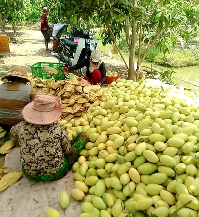 Nông dân thị xã Tân Châu vừa chủ động sản xuất, vừa phòng chống dịch bệnh Covid-19 - Ảnh 5.