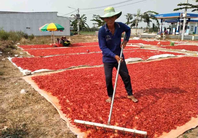 Nông dân thị xã Tân Châu vừa chủ động sản xuất, vừa phòng chống dịch bệnh Covid-19 - Ảnh 2.