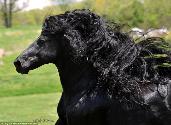 Gặp gỡ &quot;ngựa tóc dài&quot; đẹp trai lãng tử nhất thế giới - Ảnh 8.
