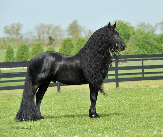 Gặp gỡ &quot;ngựa tóc dài&quot; đẹp trai lãng tử nhất thế giới - Ảnh 6.