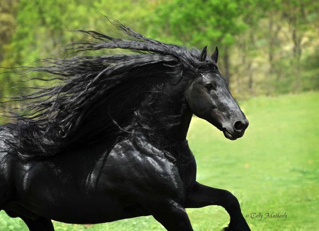 Gặp gỡ &quot;ngựa tóc dài&quot; đẹp trai lãng tử nhất thế giới - Ảnh 2.