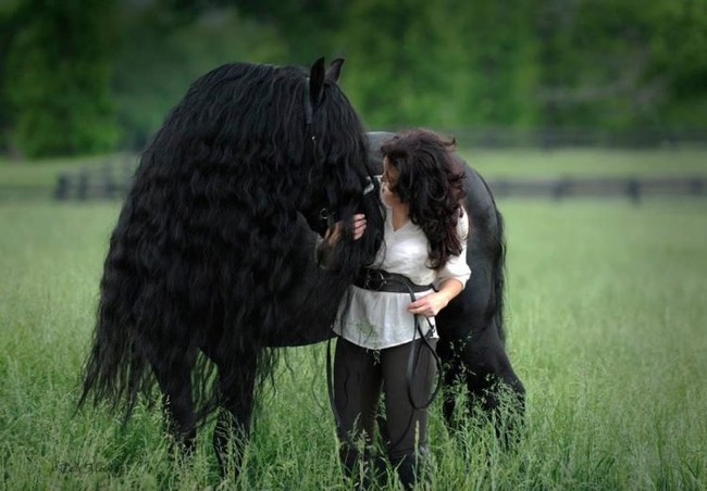 Gặp gỡ &quot;ngựa tóc dài&quot; đẹp trai lãng tử nhất thế giới - Ảnh 3.