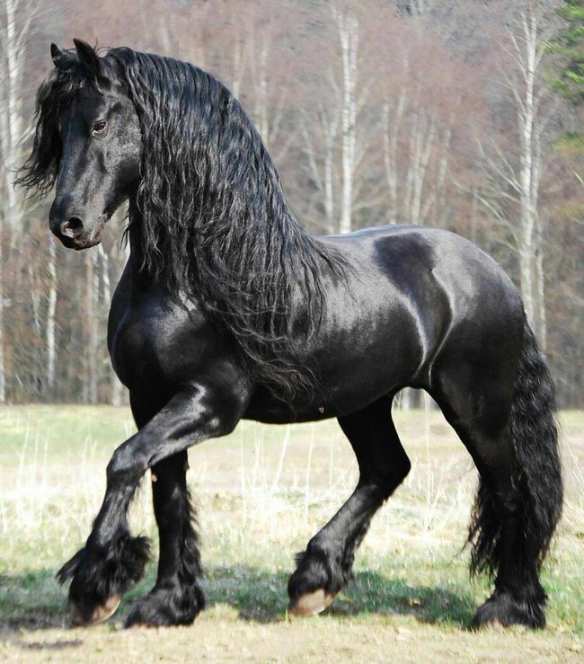 Gặp gỡ &quot;ngựa tóc dài&quot; đẹp trai lãng tử nhất thế giới - Ảnh 4.