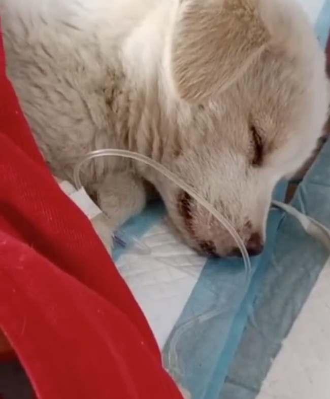 Chó con bị bệnh nặng, chó mẹ dùng hai chân trước ôm con với ánh mắt đầy đau thương khiến mọi người phải thốt lên “tình mẫu tử vô biên&quot; - Ảnh 1.