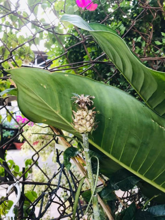 Dân mạng thi nhau khoe dứa tự trồng, nhìn thành quả tí hon ai cũng thốt lên vì quá dễ thương - Ảnh 9.