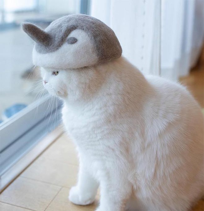 Khi tụi mèo được đội mũ làm từ lông của chính chúng - Ảnh 3.