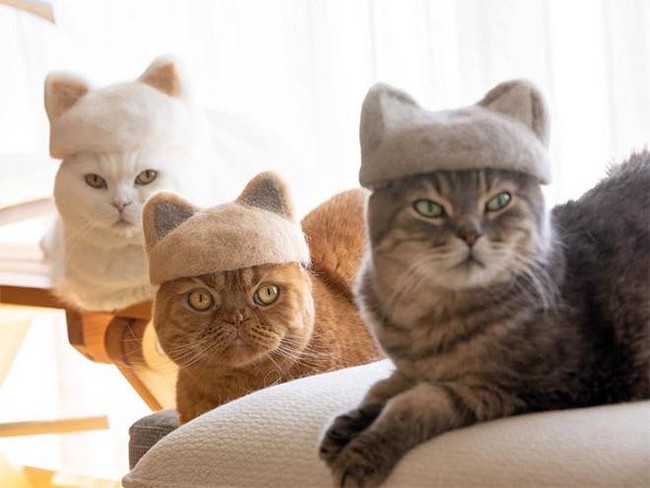 Khi tụi mèo được đội mũ làm từ lông của chính chúng - Ảnh 15.