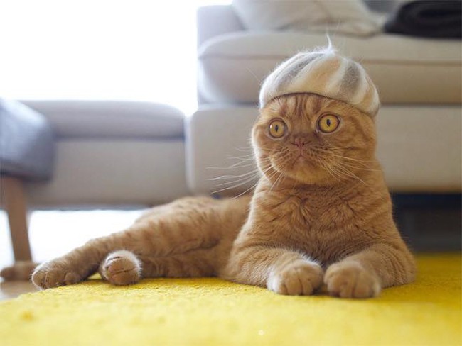 Khi tụi mèo được đội mũ làm từ lông của chính chúng - Ảnh 18.