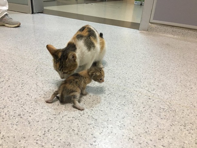 Mèo mẹ khiến cả bệnh viện xúc động khi tự tha con ốm đến phòng cấp cứu và nhờ các bác sĩ chữa trị cho con - Ảnh 3.