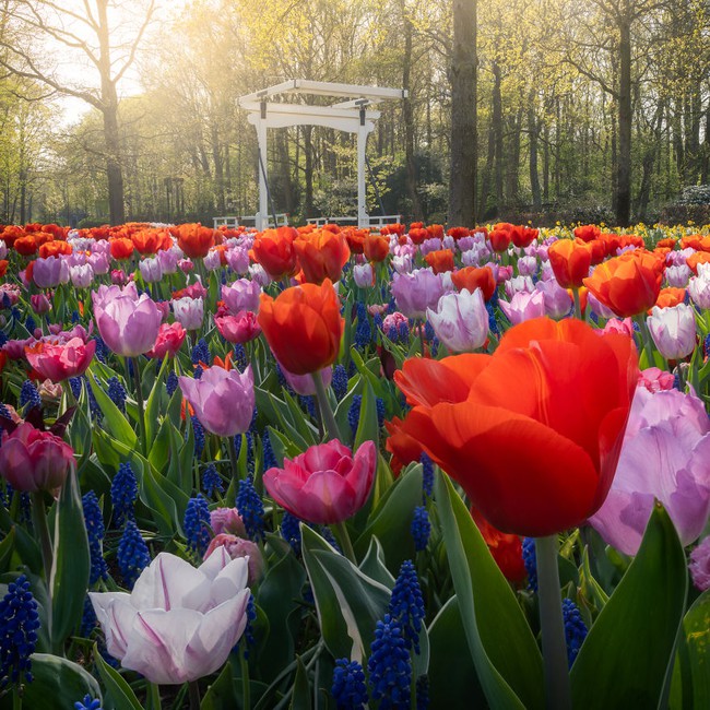 Vườn hoa đẹp nhất thế giới đóng cửa sau 71 năm, nhiếp ảnh gia tò mò muốn vào bên trong thì choáng ngợp với cảnh tượng trước mắt - Ảnh 6.