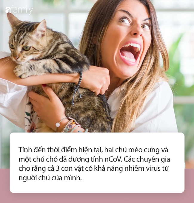 Phát hiện thêm 2 con mèo dương tính nCoV sau vụ thú cưng ở Hong Kong nhiễm virus: Giới chuyên gia vẫn khẳng định &quot;chắc nịch&quot; điều này - Ảnh 1.