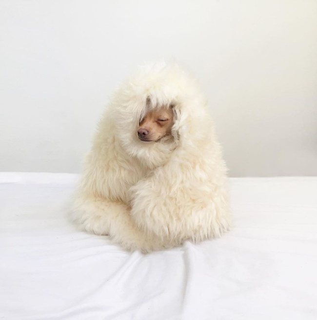 Gặp gỡ ch&uacute; ch&oacute; Chihuahua s&agrave;nh điệu nhất thế giới:  Ăn mặc như fashionista thực thụ v&agrave; c&oacute; gần 100.000 người h&acirc;m mộ tr&ecirc;n mạng x&atilde; hội - Ảnh 4.