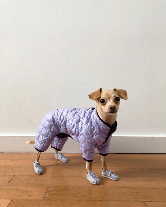 Gặp gỡ ch&uacute; ch&oacute; Chihuahua s&agrave;nh điệu nhất thế giới:  Ăn mặc như fashionista thực thụ v&agrave; c&oacute; gần 100.000 người h&acirc;m mộ tr&ecirc;n mạng x&atilde; hội - Ảnh 1.