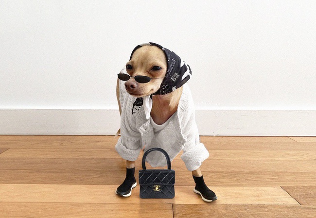 Gặp gỡ ch&uacute; ch&oacute; Chihuahua s&agrave;nh điệu nhất thế giới:  Ăn mặc như fashionista thực thụ v&agrave; c&oacute; gần 100.000 người h&acirc;m mộ tr&ecirc;n mạng x&atilde; hội - Ảnh 6.