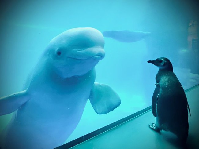 Cuộc gặp gỡ hiếm có khó tìm mà &quot;yêu không chịu nổi&quot; của đại diện Nam Cực và Bắc Cực: Chim cánh cụt đi lang thang trong thủy cung đóng cửa bắt gặp cá voi trắng  - Ảnh 1.