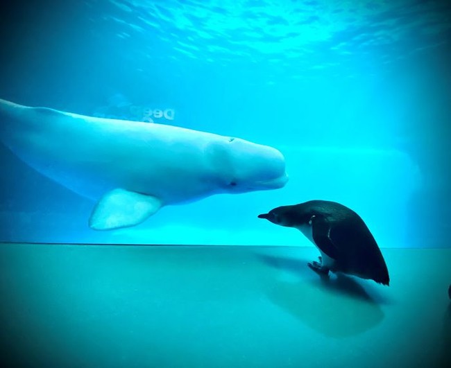 Cuộc gặp gỡ hiếm có khó tìm mà &quot;yêu không chịu nổi&quot; của đại diện Nam Cực và Bắc Cực: Chim cánh cụt đi lang thang trong thủy cung đóng cửa bắt gặp cá voi trắng  - Ảnh 3.