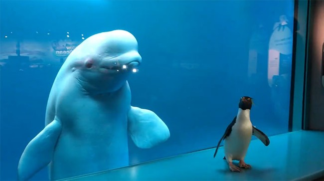 Cuộc gặp gỡ hiếm có khó tìm mà &quot;yêu không chịu nổi&quot; của đại diện Nam Cực và Bắc Cực: Chim cánh cụt đi lang thang trong thủy cung đóng cửa bắt gặp cá voi trắng  - Ảnh 5.