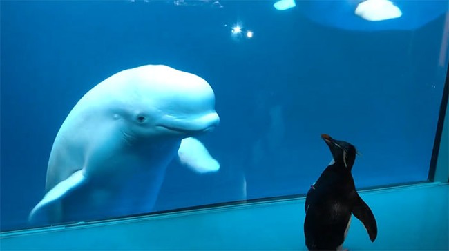 Cuộc gặp gỡ hiếm có khó tìm mà &quot;yêu không chịu nổi&quot; của đại diện Nam Cực và Bắc Cực: Chim cánh cụt đi lang thang trong thủy cung đóng cửa bắt gặp cá voi trắng  - Ảnh 7.