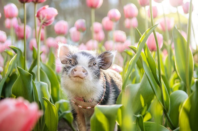 Bộ ảnh chú heo nhỏ dạo chơi giữa vườn hoa tulip khiến người xem muốn &quot;lịm tim&quot; - Ảnh 5.