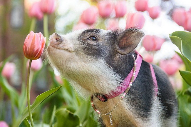 Bộ ảnh chú heo nhỏ dạo chơi giữa vườn hoa tulip khiến người xem muốn &quot;lịm tim&quot; - Ảnh 1.
