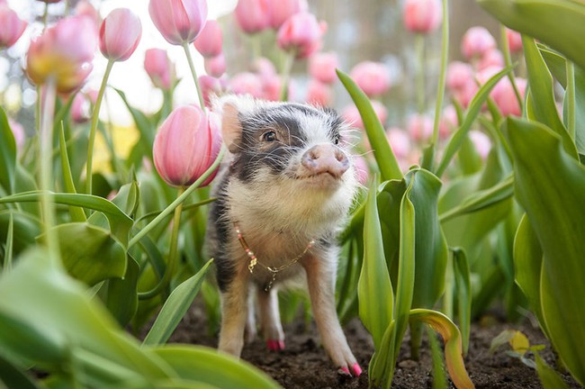 Bộ ảnh chú heo nhỏ dạo chơi giữa vườn hoa tulip khiến người xem muốn &quot;lịm tim&quot; - Ảnh 2.